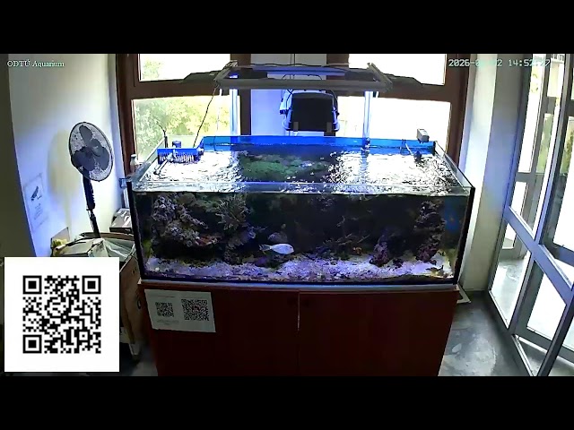 Reef Tank Live