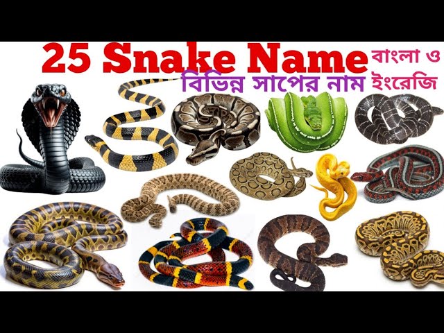 Snake Names Video | Kids Learning 25 Snake Names in English With Pictures | Preschool Vocabulary ...