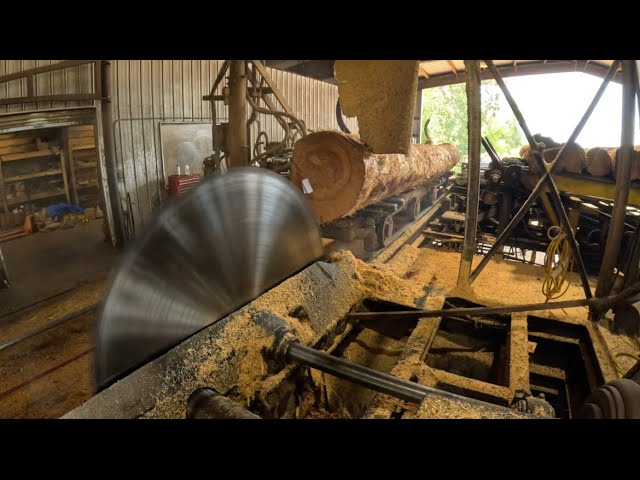 Sawing big 20 foot pine 