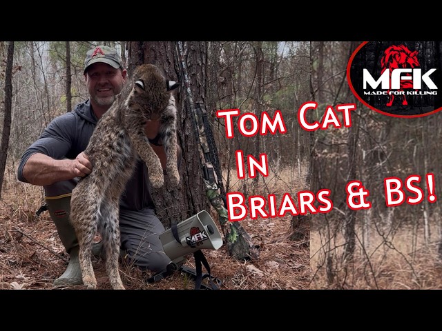 Arkansas Bobcat In The Briars & BS
