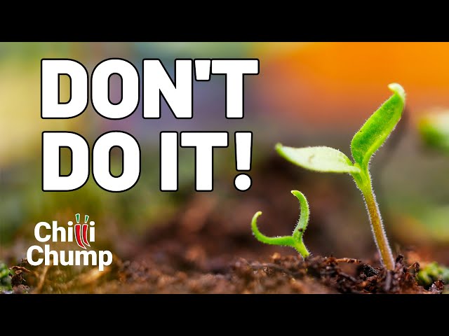 🛑 STOP! This Chilli Growing Mistake Could RUIN Your Crop!