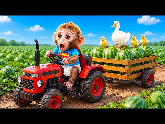 Bonbon the Farmer Monkey takes care of farm animals and plays with cute ducklings on the farm