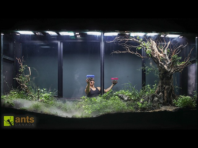 I Added Fighting Rhino Beetles to My Giant Grassland Vivarium