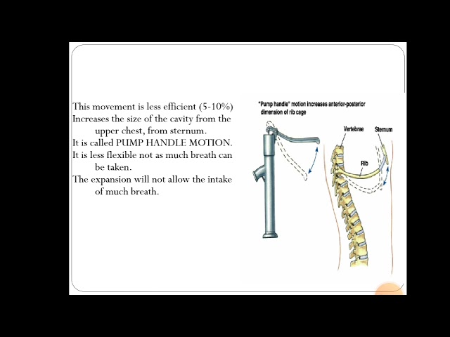 Anatomy of respiratory system by Dr Kirti Chhabra| Physiotherapy| RPIIMS