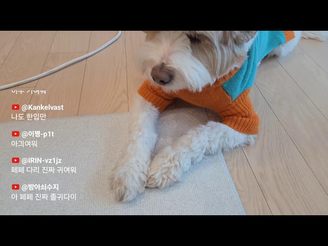 통닭천사 집들이 방송