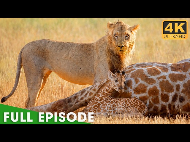 Nature's Most Extraordinary Moments | FULL EPISODE | Nature Animal Documentary