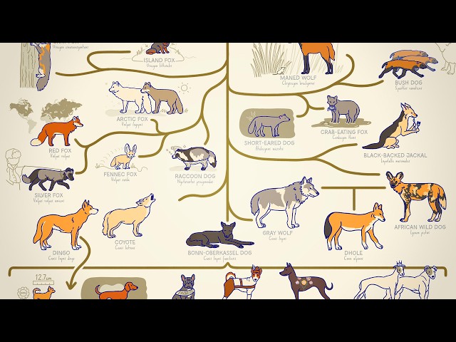ALL THE DOGS, EXPLAINED