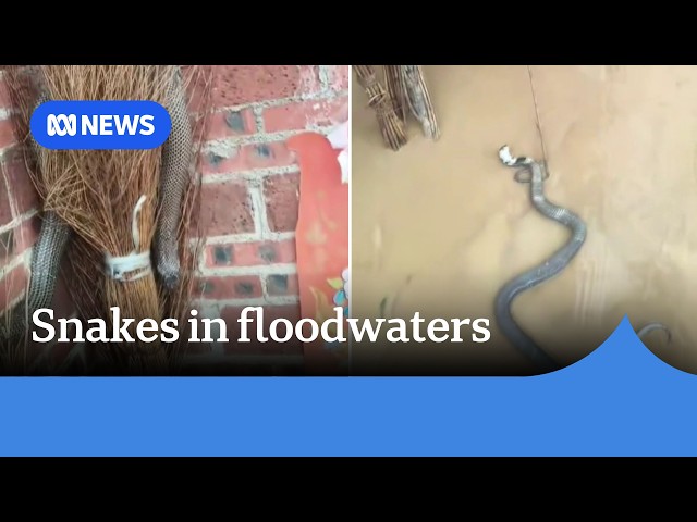 Hundreds of snakes roam deadly floodwaters in southern China | ABC NEWS