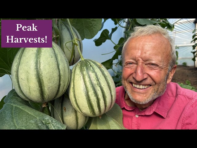 July No Dig Garden Tour: Peak Harvests, New Sowings & Watering Tips