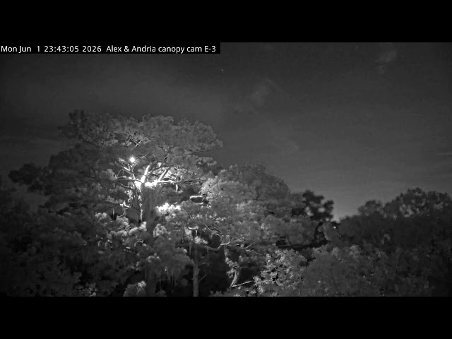 Kisatchie National Forest E-3 Canopy Cam, Alex II and Andria III.