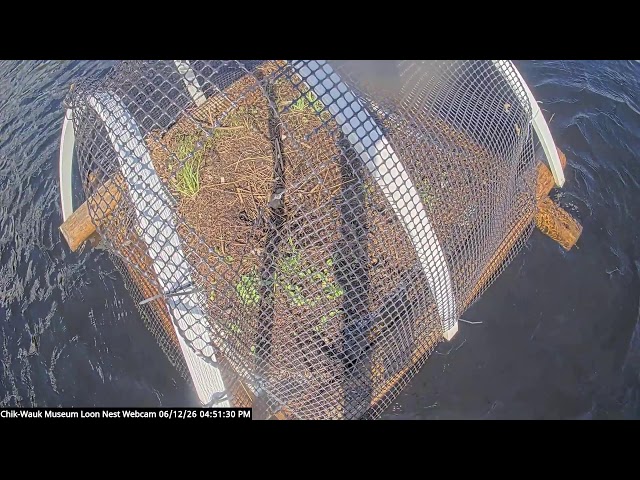 Chik-Wauk Museum Loon Nest Cam