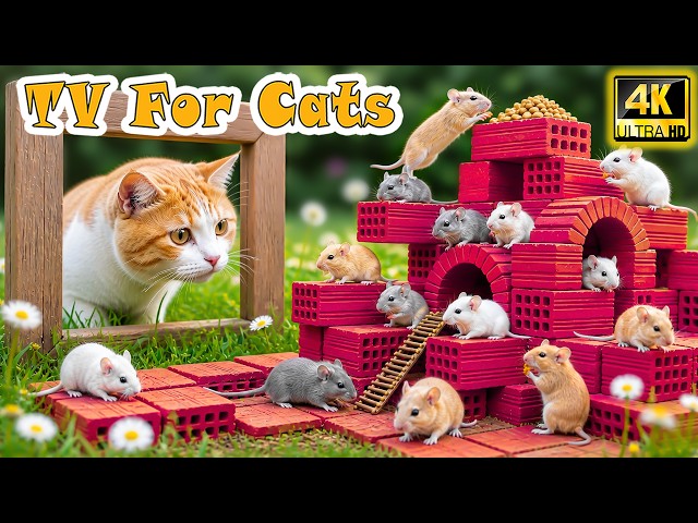 🔴 24/7 Interactive Cat TV 🐭 Funny Mouse Videos for Cats & Kittens – Reduce Anxiety & Boredom Fast