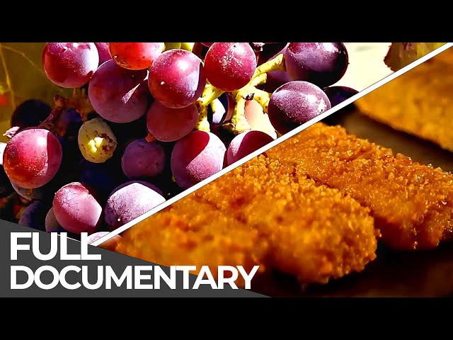 The WAY of our FOOD | Food Production Processes | Free Documentary