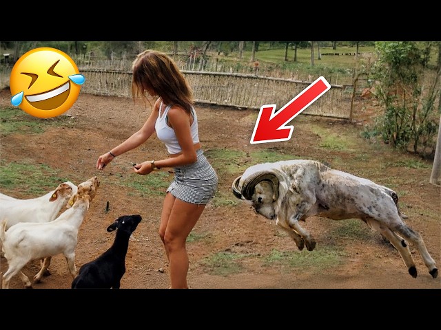 Los videos de animales más divertidos de 2026 😂 Justo cuando crees que los animales no pueden ser...