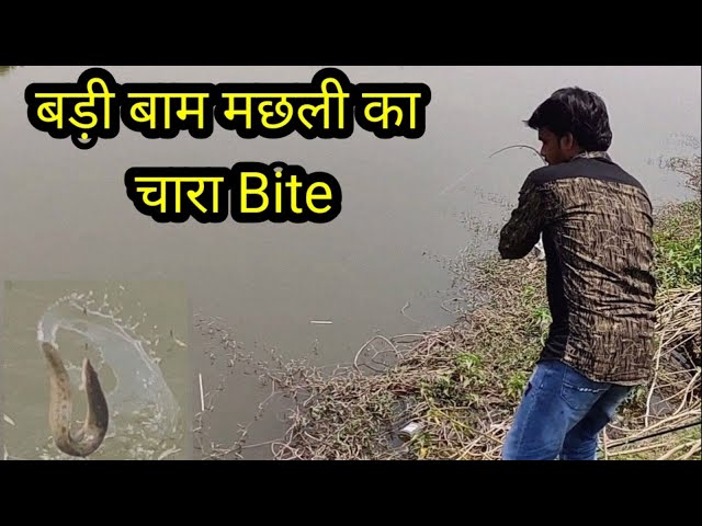 बड़ी बाम मछली का चारा जानिए! 🎯 | Fish Hunting | Big Bam Fish Catching with Bite Hook Secret