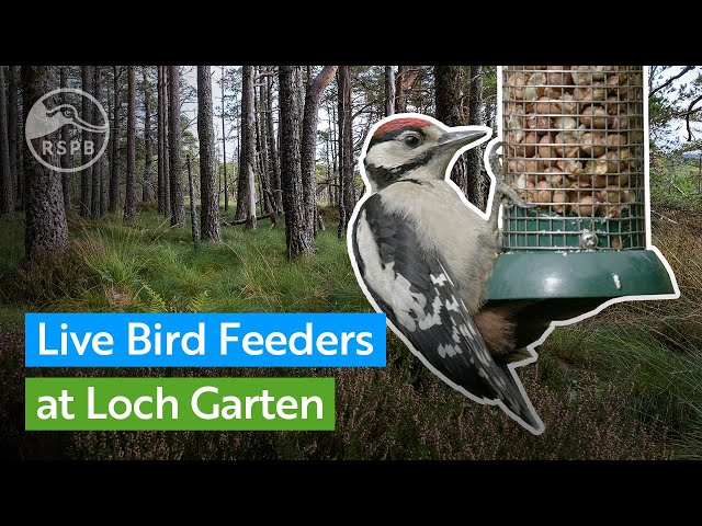 Live bird feeder | RSPB Loch Garten