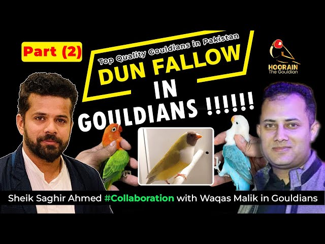 Part (2) Love birds and Gouldians finch Most famous fanciers in pakistan with complete interview