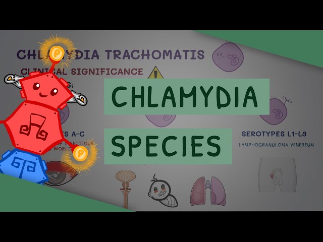 All You Need to Know About Chlamydia Species