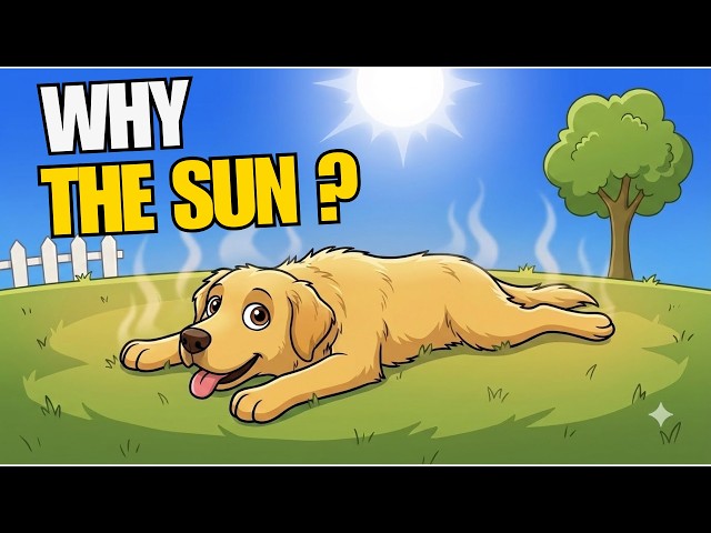 Why Does My Dog Sunbathe Even in a Heatwave? (Science Explained)