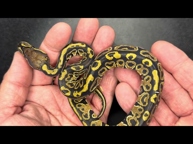 Hypo Cypress x Hayabusa Clutch 1 2024 Ball pythons.