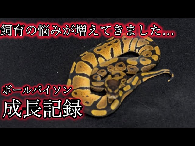 Growth Record of a Slightly Unusual Ball Python