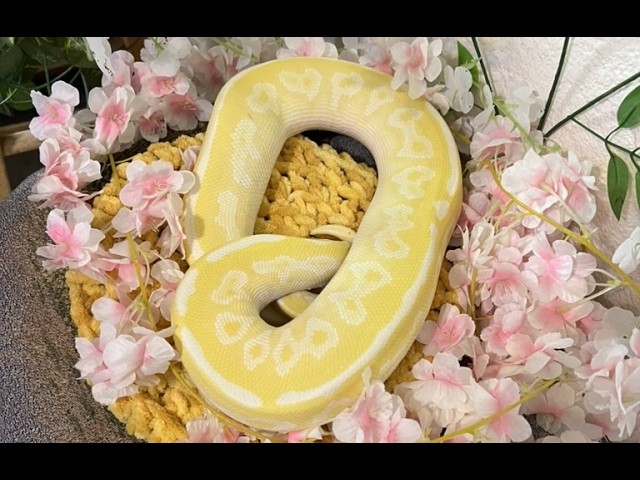 Snake Update: Mina-Rau 29 June 2026