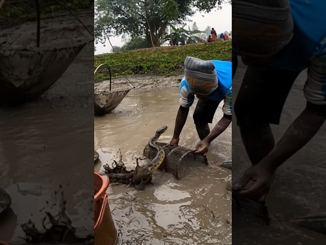 মাছ ধরতে  গিয়ে অজগর সাপ #short  #অজগর #foryoupageシ