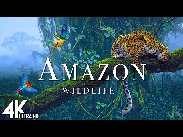 🌿 Amazon Wildlife 4K UHD | Jungle Animals & Nature Sounds from the Amazon Rainforest | Relaxing Film