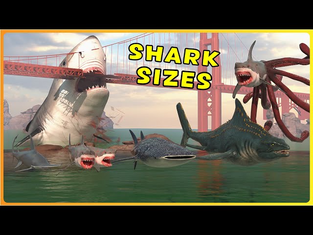 How BIG Are SHARKS | Real vs Movie Sharks - EPIC Size Comparison 3D 🦈