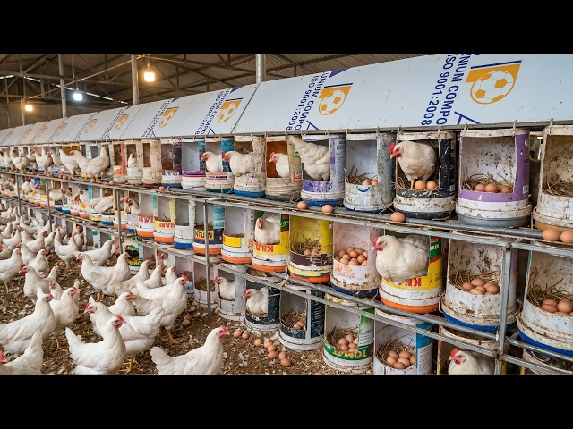 Amazing Chicken Farm Egg Collection | Thousands of Fresh Eggs Harvested Daily.