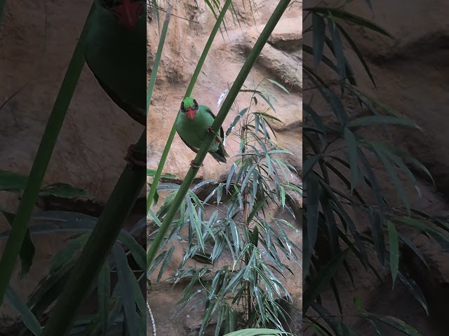 video I took at Chester zoo of the Javan Green magpie calling