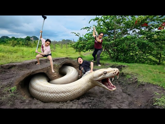 Female Snake Hunters Dig Out and Capture a Giant White Python with Bare Hands
