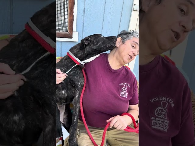 NEW A5660595 Vixen | German Shepherd Mix Puppy