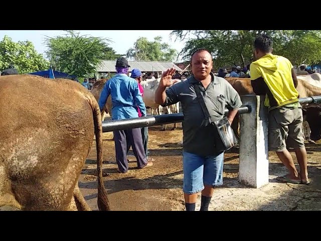 Info Harga Sapi Sapi Pasar Kalongan Ndanyang Purwodadi