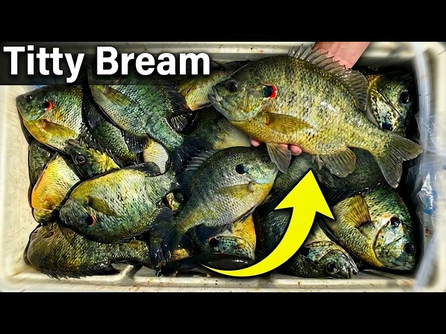 Shellcracker Secrets to FILL the Boat