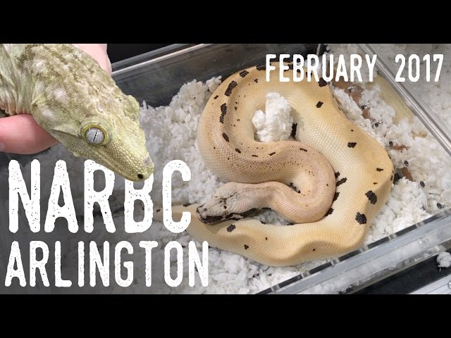 Touring a MASSIVE Reptile Show! (NARBC Arlington February 2017)