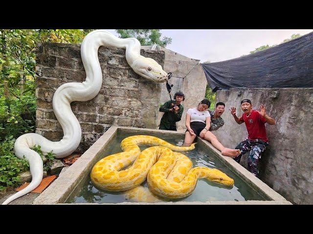 Brave soldier uses high-tech snake detector to find giant python's nest