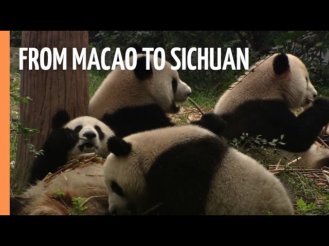 Southern China - From Macao to Sichuan | Full Documentary
