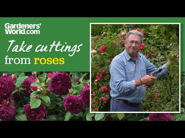 Grow roses from cuttings for free rose plants | Alan Titchmarsh