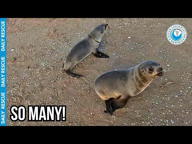 They Sprint to the Ocean for Safety... But it’s a Deadly Trap