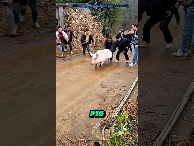 The Pig That Outsmarted Death #shorts #animals