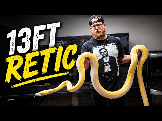 Meet My Retics… These Snakes Are HUGE (16FT Python)