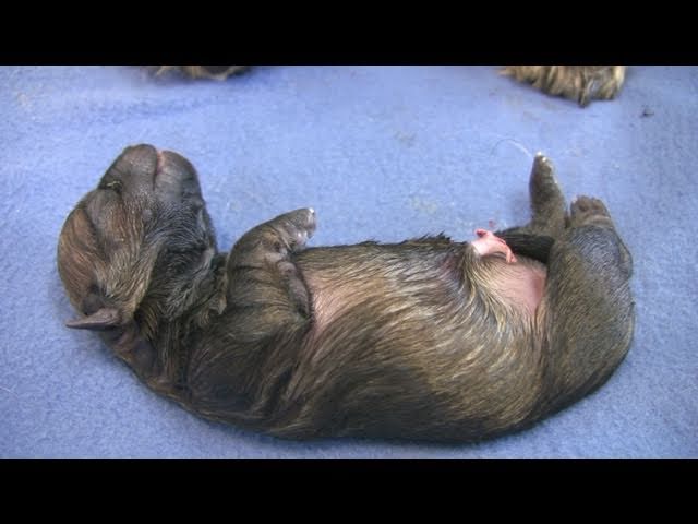 Cairn Terrier's 4th Puppy Birth (in HD)