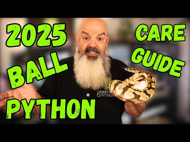 How To Care For a Ball Python