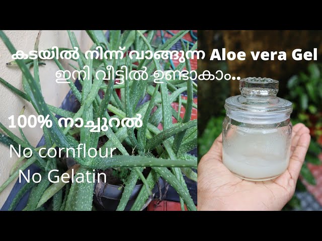 കടയിൽ നിന്ന് വാങ്ങുന്ന Aloe vera Gel ഇനി വീട്ടിൽ തന്നെ ഉണ്ടാകാം...☺️👍 #aloeveragel #nogelatine