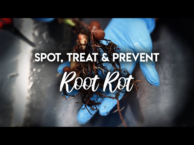 Root Rot 101 : How to Spot, Treat and PREVENT Root Rot!