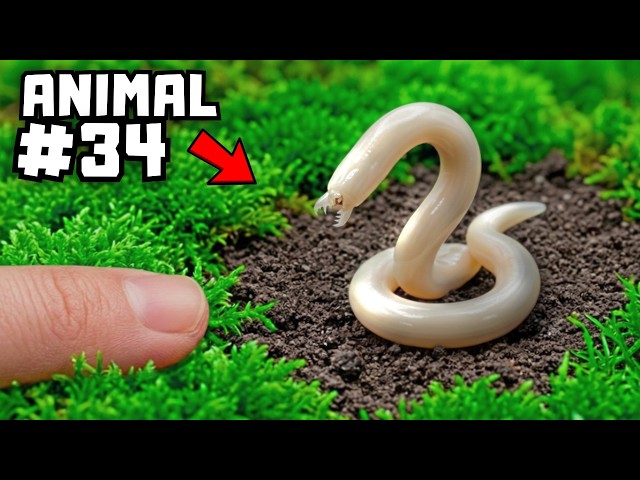 I Locked100 Animals in 1 Enclosure, Here's Why