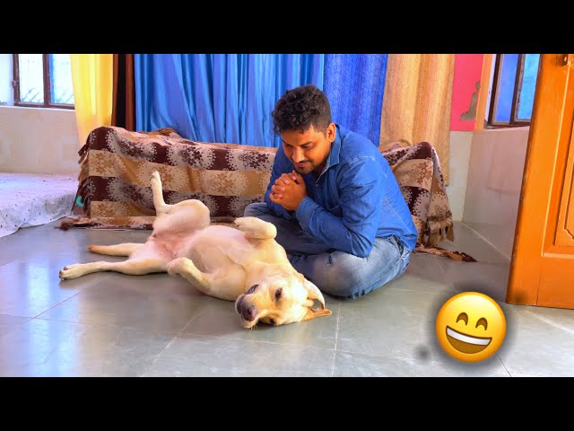 Its Impossible To Stop Petting A Labrador Dog | Jimmy The Labrador | Hamari Fur Family
