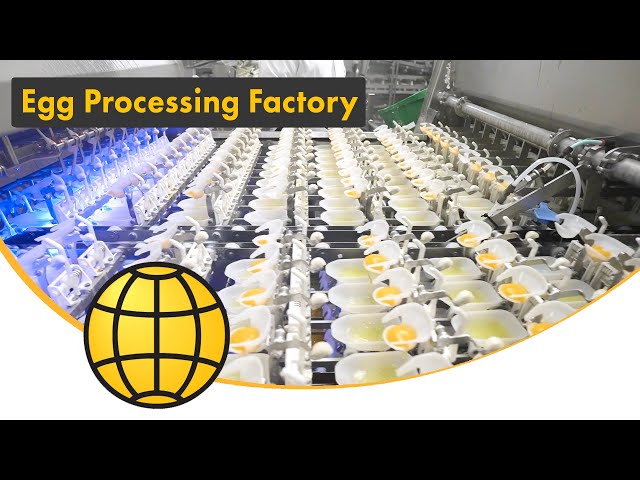 Egg Breaking & Processing Factory - Advanced Egg Processing Machines in Action [BreakerPro] (2024)