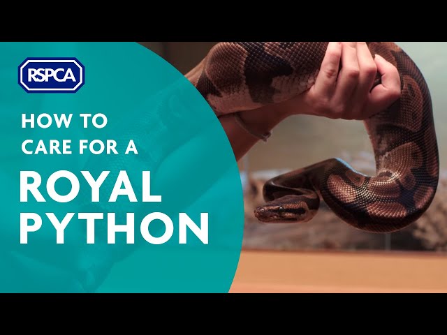 How to care for a royal python
